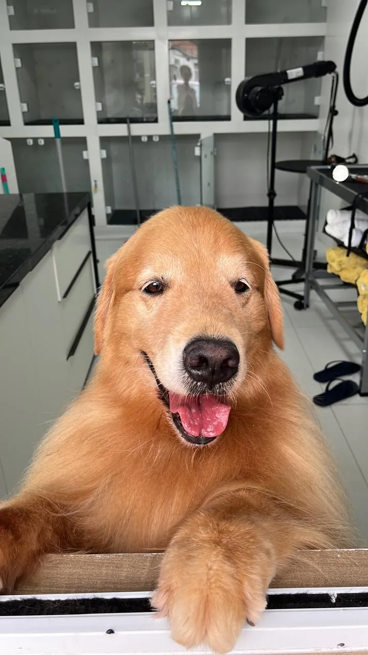 Paciente canino atendido pela Aumivet em ambiente seguro e acolhedor